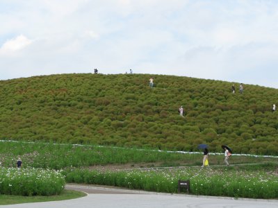 コキアの丘.jpg